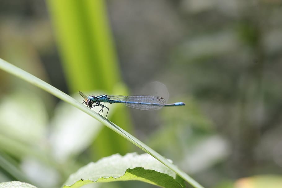 dragonfly, blue, close, insect, flight insect, macro photography HD wallpaper