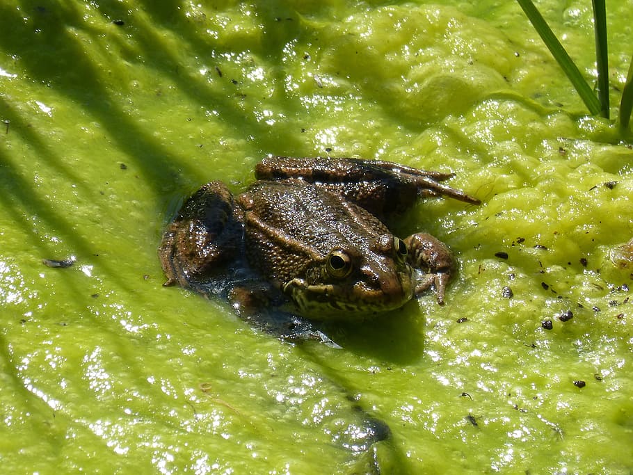 Frog, Algae, Pond, Batrachian, Croak, river, one animal, animal wildlife HD wallpaper