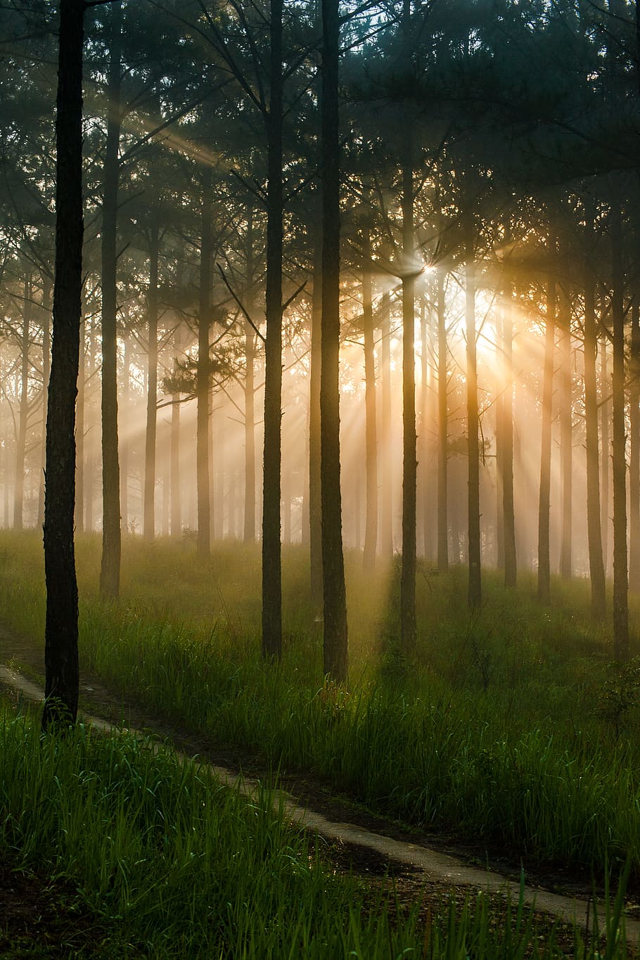 HD wallpaper: pine forest, mist, sunshine, in the early morning, dawn,  scenery | Wallpaper Flare
