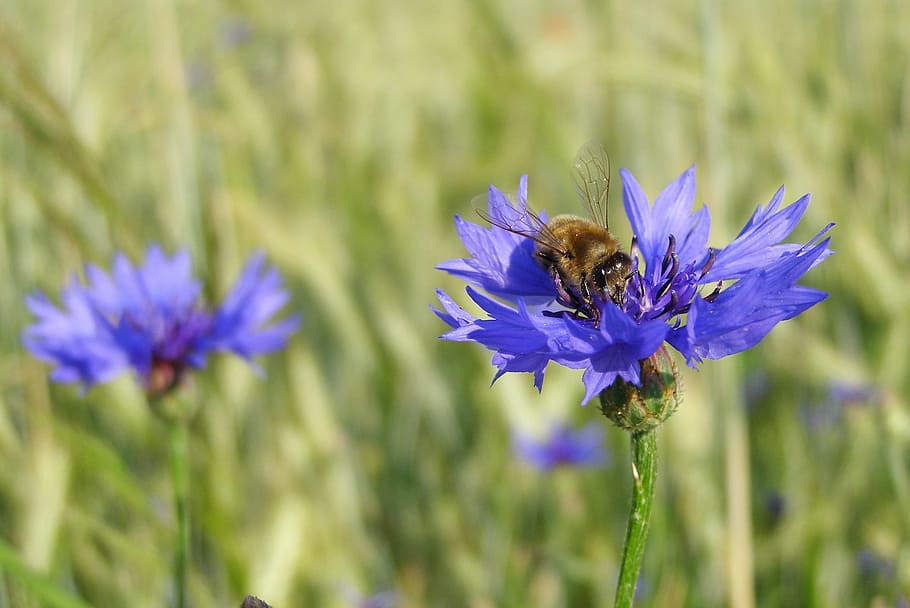 cornflower, bluebottle, bumblebee, macro, meadow, field, centaurea cyanus HD wallpaper