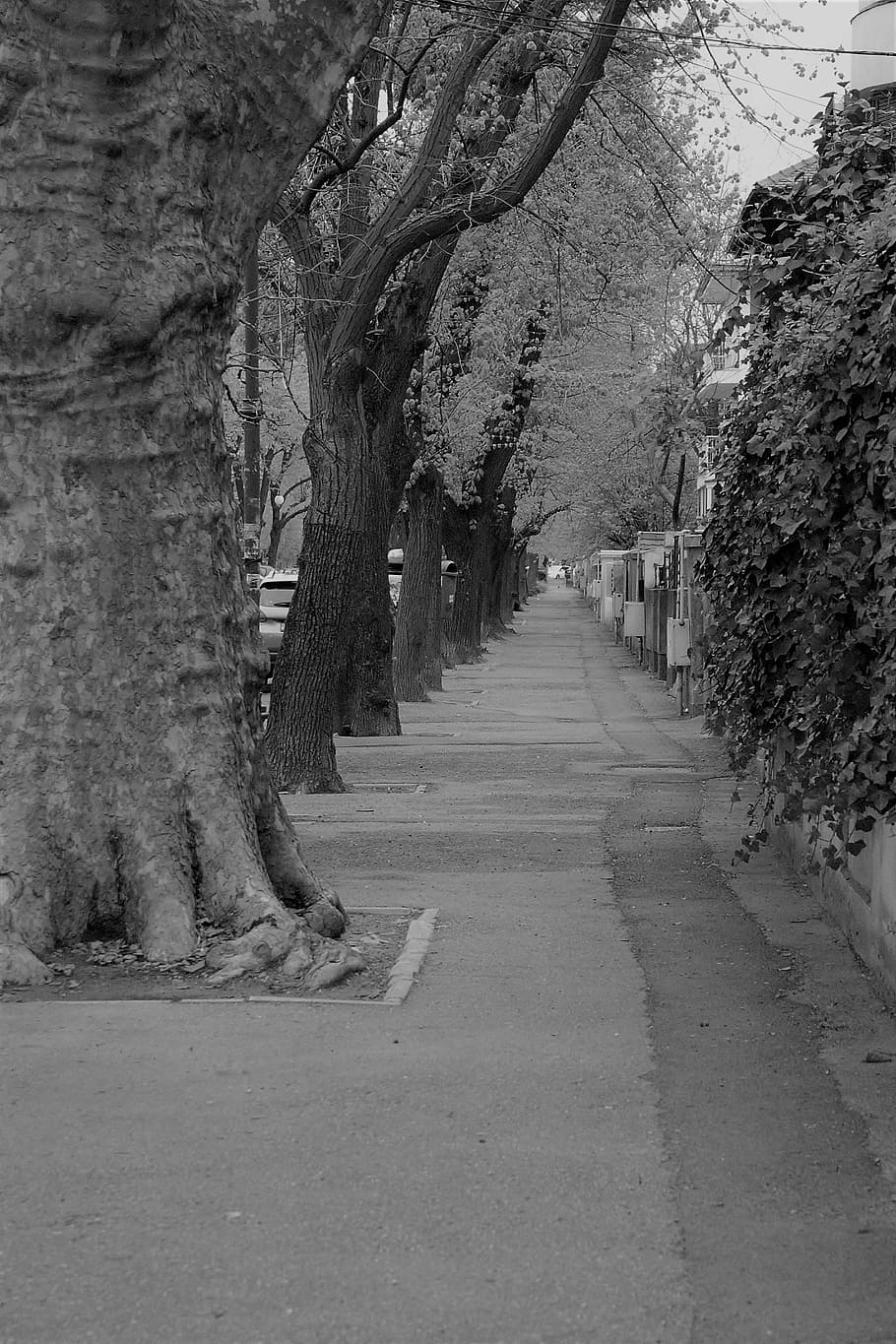 street, trees, solitude, the way forward, direction, plant HD wallpaper