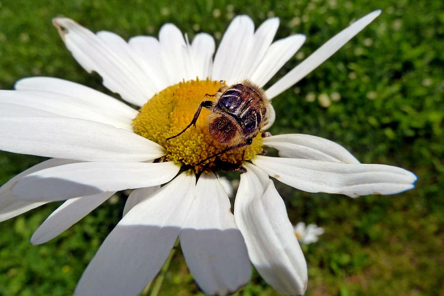 daisy, wild, flower, bug, insect, animal, nature, close-up HD wallpaper