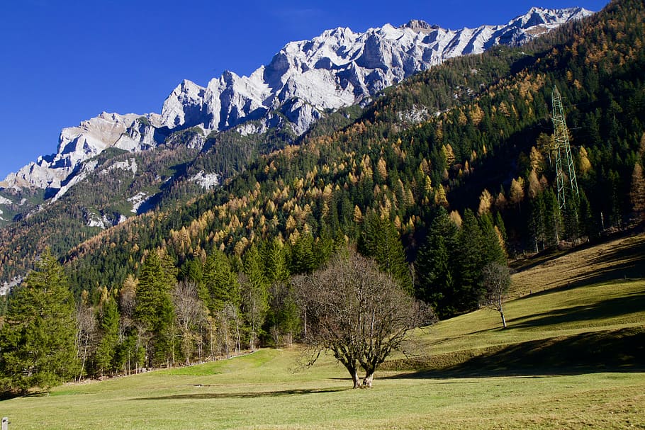 mountains with tall green trees, alpine, forest, meadow, autumn HD wallpaper