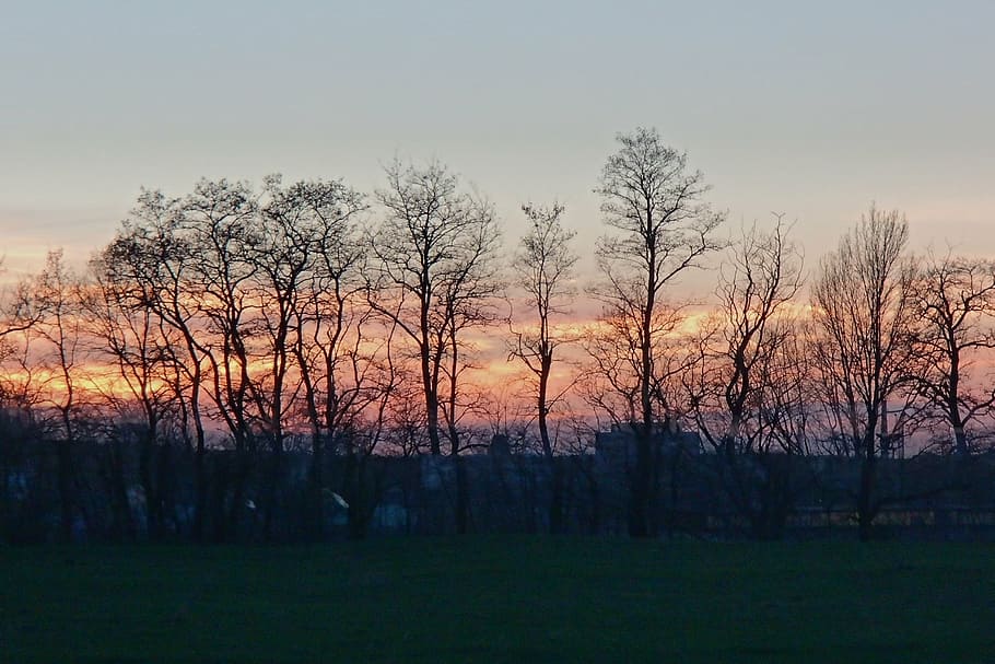 landscape, sunset, sky, tree, plant, tranquility, tranquil scene HD wallpaper