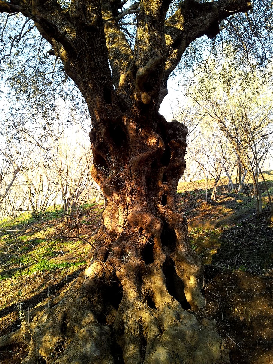 olive, hill, ancient, landscape, nature, tree, agriculture HD wallpaper