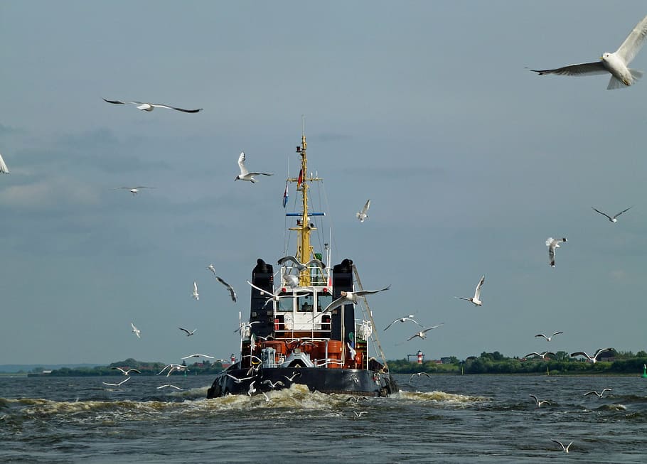 elbe, gulls, nature, technology, tug, bugsier, drive, live HD wallpaper