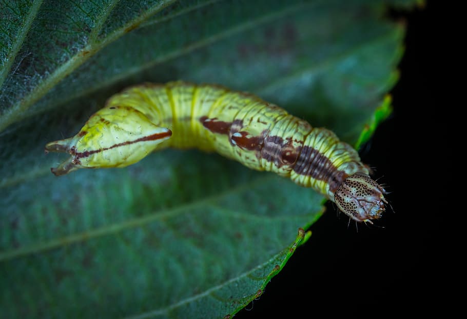 larva, insect, caterpillar, nature, animals, macro, animal wildlife HD wallpaper