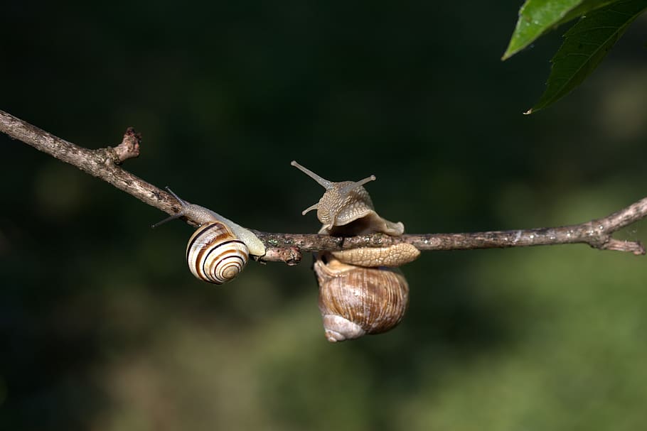 snails, casey, hooked, rain, shell, horns, animal wildlife HD wallpaper