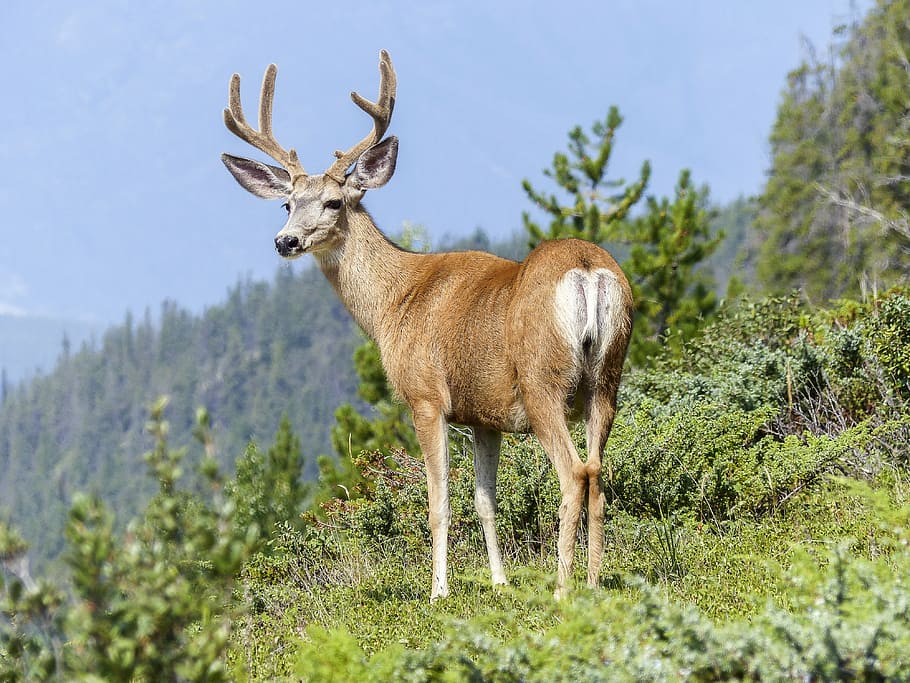 deer standing on green grass, elk, wildlife, nature, animal, antlers, HD wallpaper
