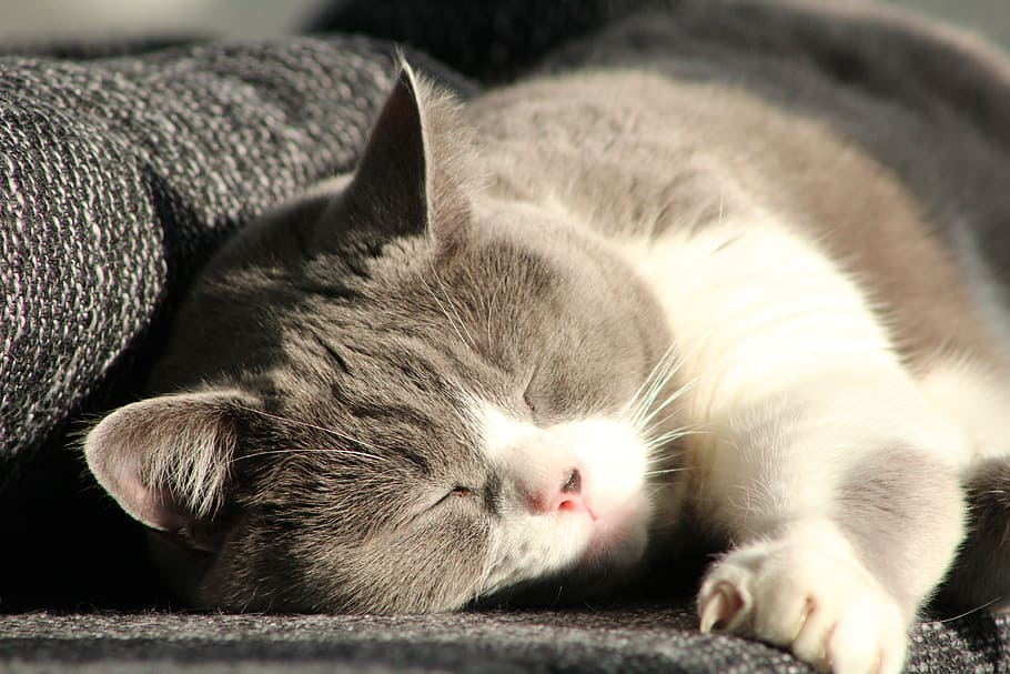 cat, mieze, animal themes, domestic, mammal, pets, one animal HD wallpaper
