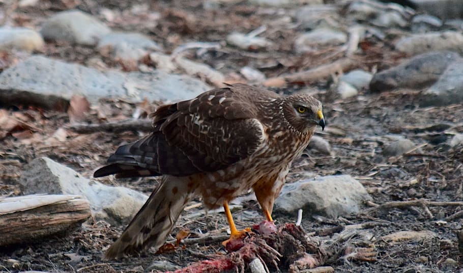 Red Tail Hawk, Wildlife, Raptor, nature, animal, bird, predator HD wallpaper