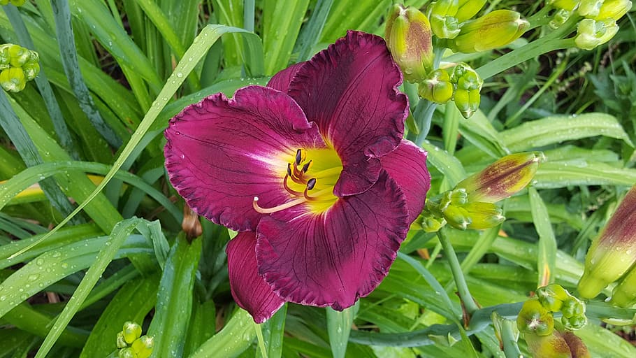 daylily, flower, garden, plant, beauty in nature, flowering plant HD wallpaper