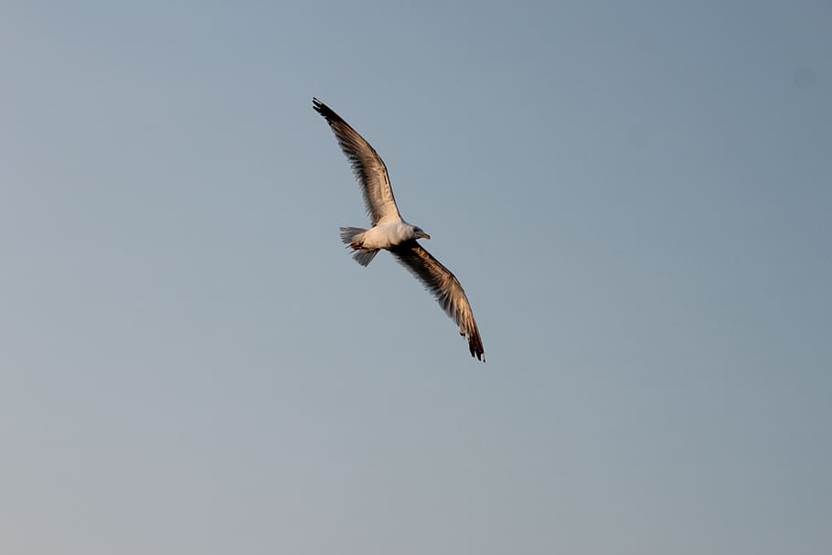 seagull, flight, bird, fly, animal wildlife, animal themes HD wallpaper
