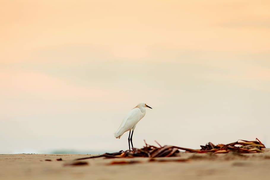 tilt shift lens photography of white bird, shallow focus photography of white bird HD wallpaper