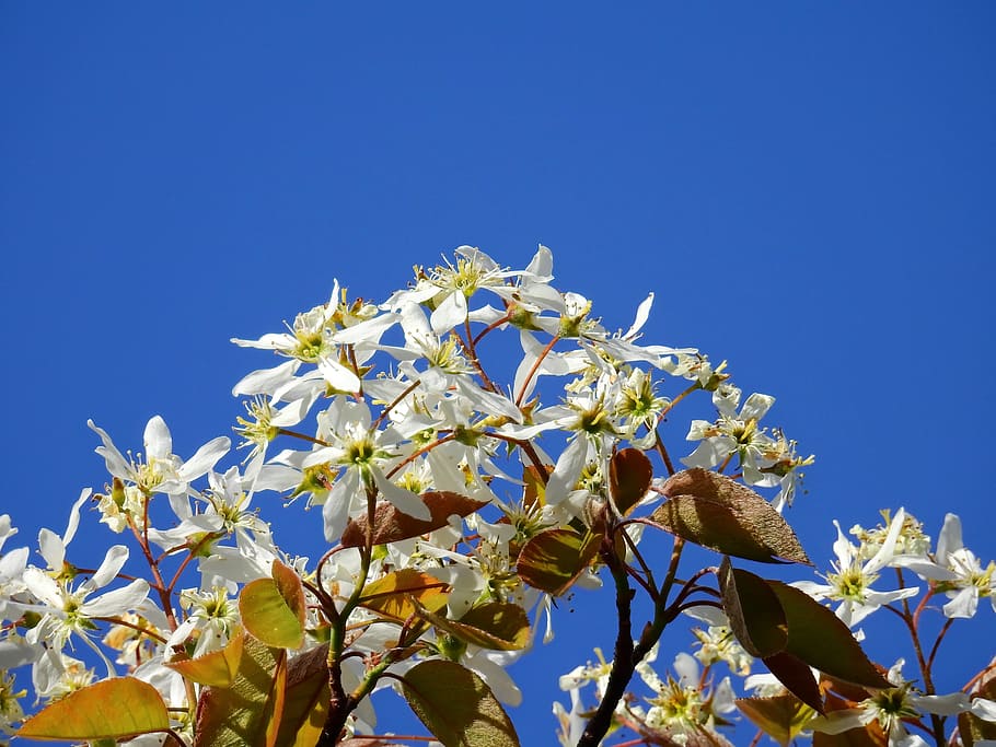 Blossom, Bloom, Tree, Spring, Nature, flower, blue, growth HD wallpaper