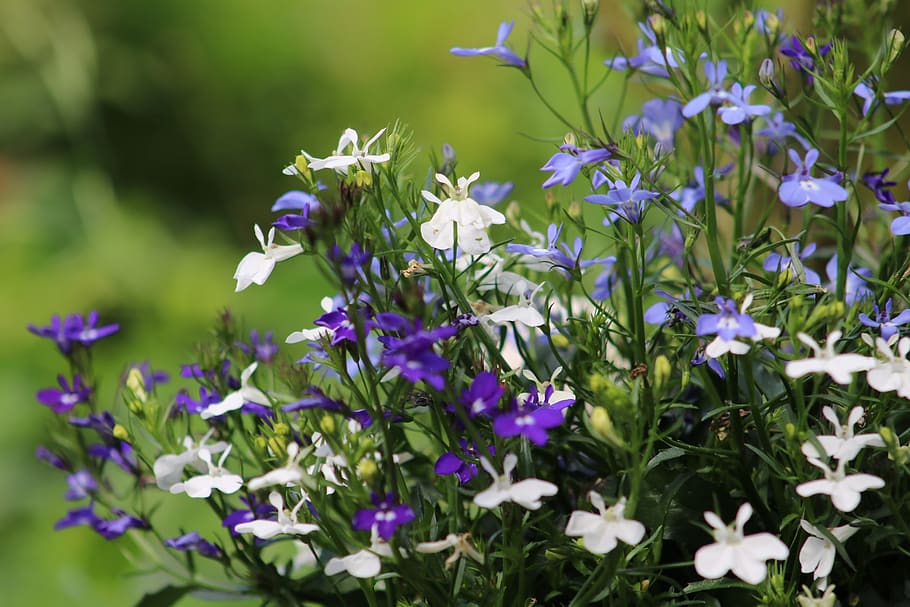 lobelia, garden, flower, blue, nature, summer, ornamental plant, HD wallpaper