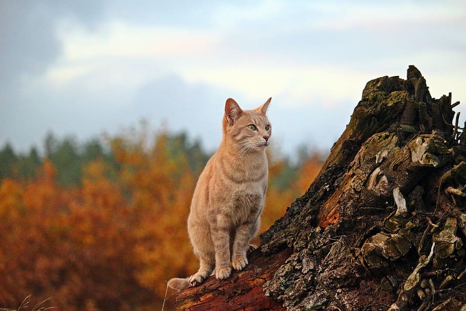 orange tabby cat standing on tree trunk, Mackerel, Kitten, mieze, HD wallpaper