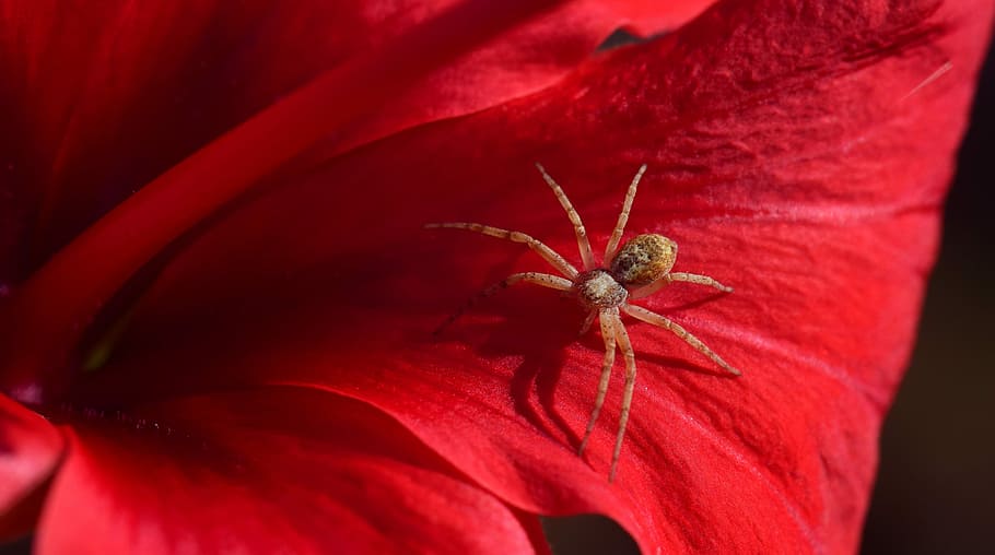 close-up photography of brown huntsman spider on red petaled flower HD wallpaper