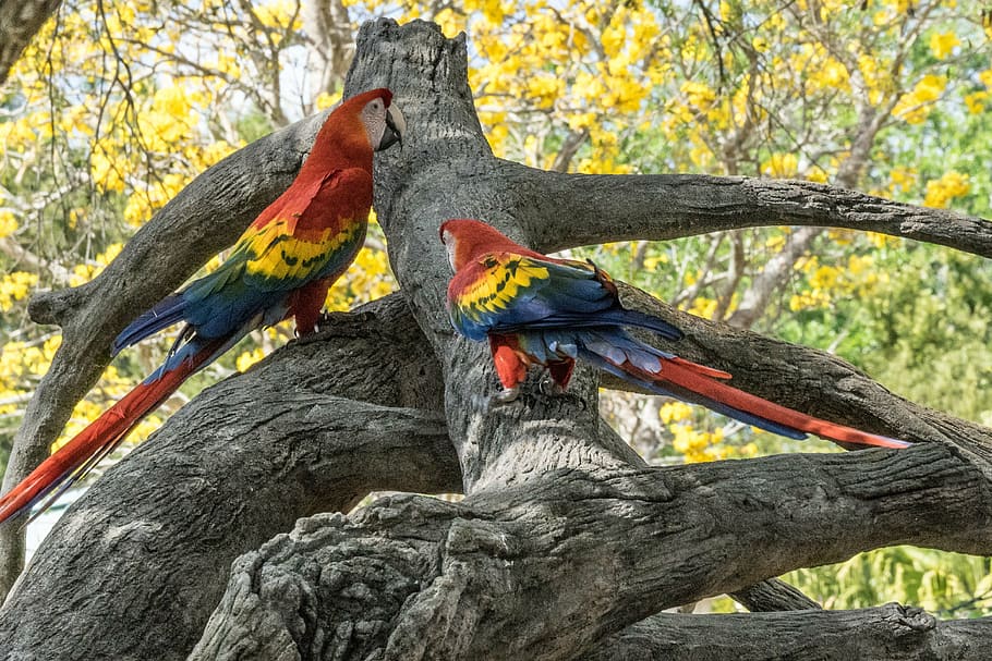 bird, parrot, red, nature, beak, wing, jungle, feather, perch HD wallpaper