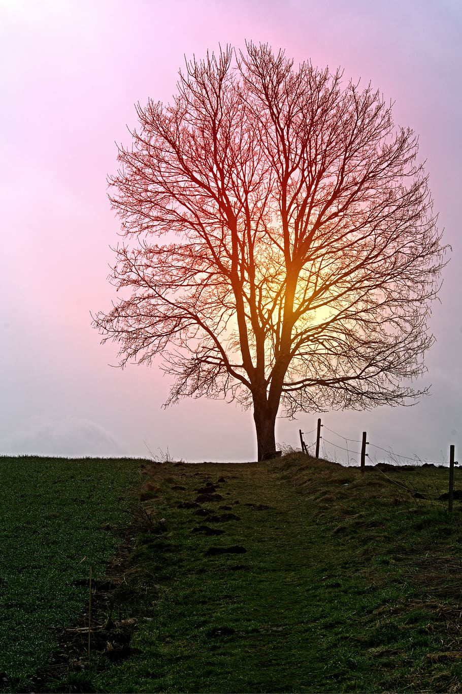 tree, individually, away, sun, sunset, mood, light, autumn HD wallpaper