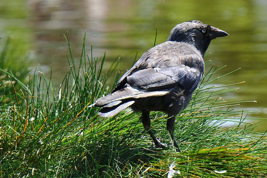 crow, grass, water, raven, pond, ornithology, animal, bird HD wallpaper
