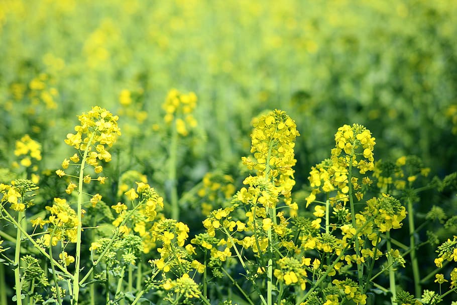 rapeseed, blooming rapeseed, field, spring, agriculture, the cultivation of HD wallpaper