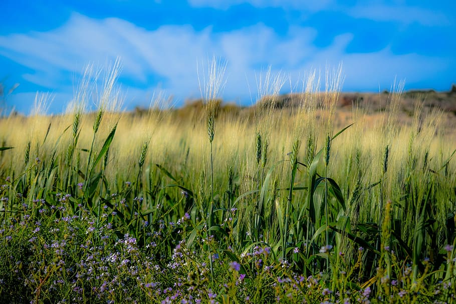 green grass field, spring, wheat, rural, growth, farm, straw HD wallpaper