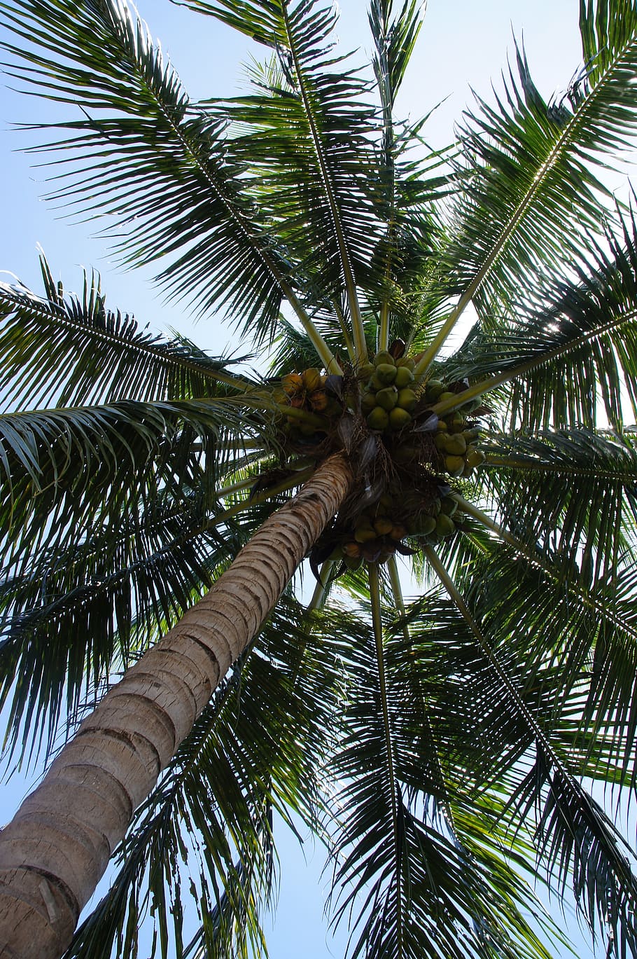 palm, palm tree, palm trees, low angle view, tropical climate HD wallpaper