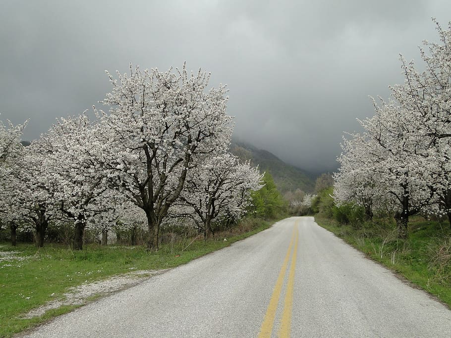 road, trees, pella, plant, the way forward, direction, transportation HD wallpaper