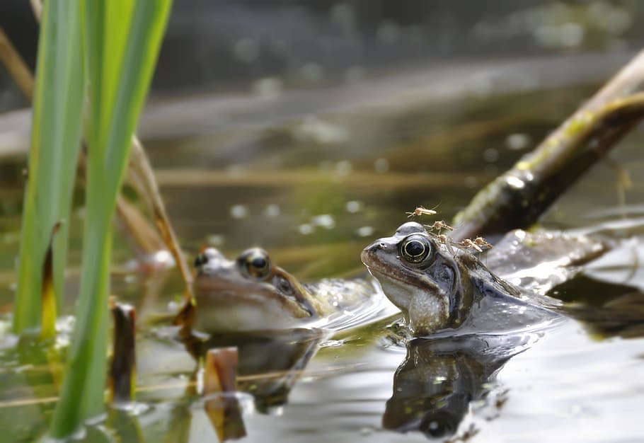 Frog, Pond, Nature, Animal, Beast, green, water, croak, water fauna HD wallpaper