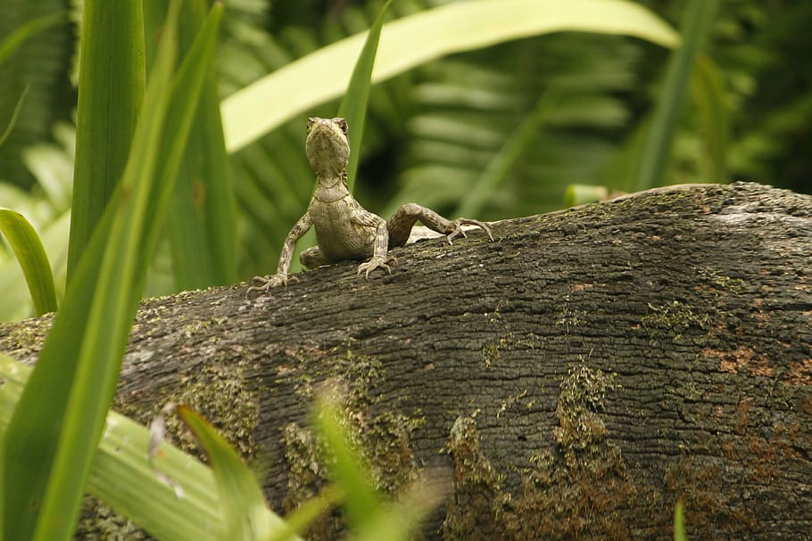 lizard, nature, reptile, green, cold blooded animals, reptiles HD wallpaper