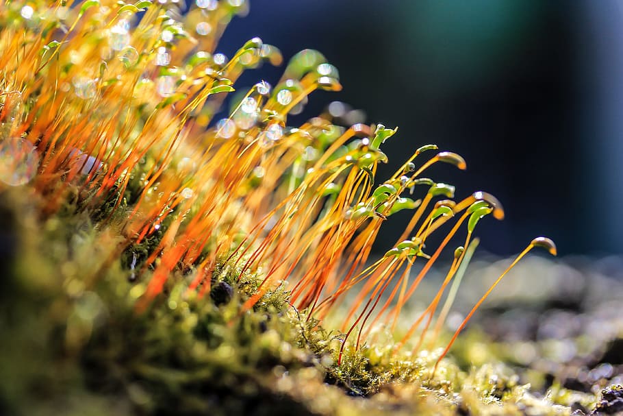 selective focus photography of green leafed sprouts, moss, flowering moss HD wallpaper