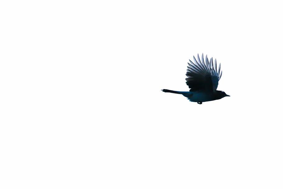 close-up photo of blue bird, blue and black bird on white background HD wallpaper
