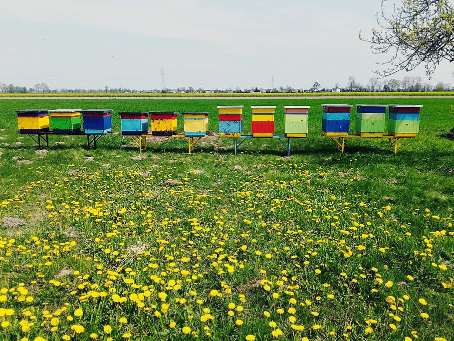 ul, ule, osa, bee, honey, meadow, dandelions, summer, spring HD wallpaper