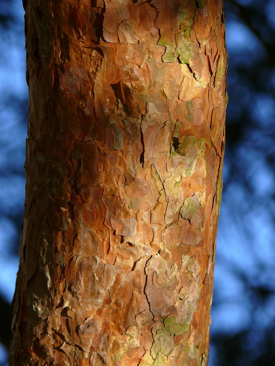 Log, Twilight, Nature, Tree Bark, structure, tree trunk, textured HD wallpaper