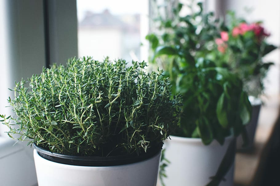Fresh thyme in a window, close up, green, herbs, plant, flower Pot HD wallpaper