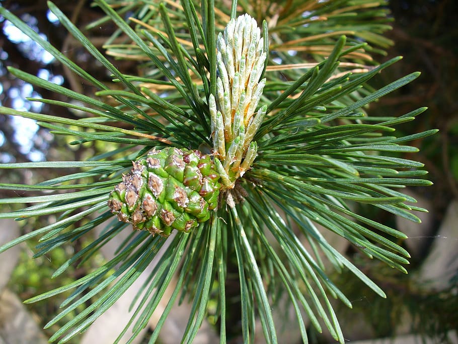 pine, engine, foliation, needles, pine needles, conifer, tree HD wallpaper