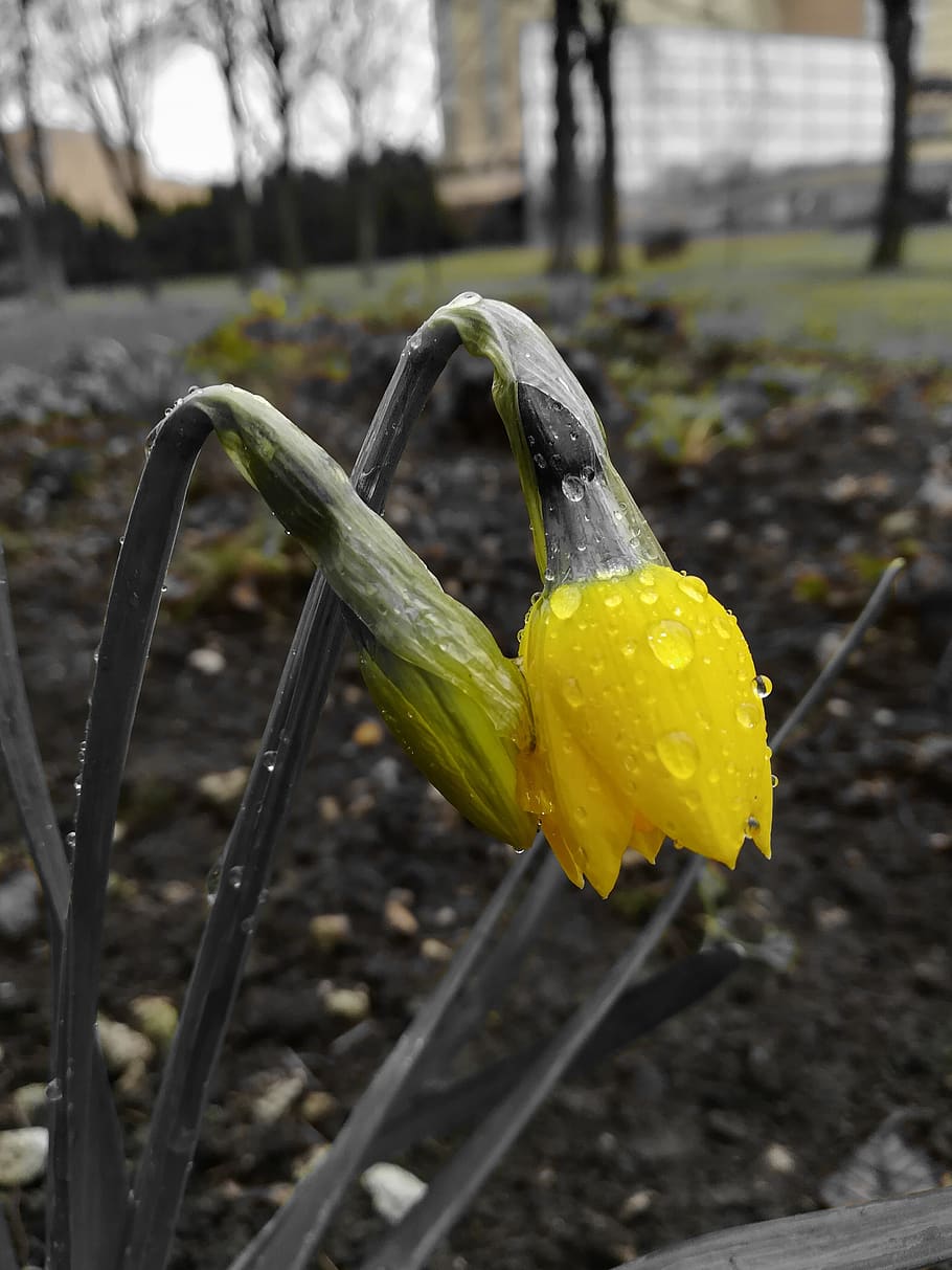 yellow, bloom, spring, focus on foreground, close-up, growth HD wallpaper