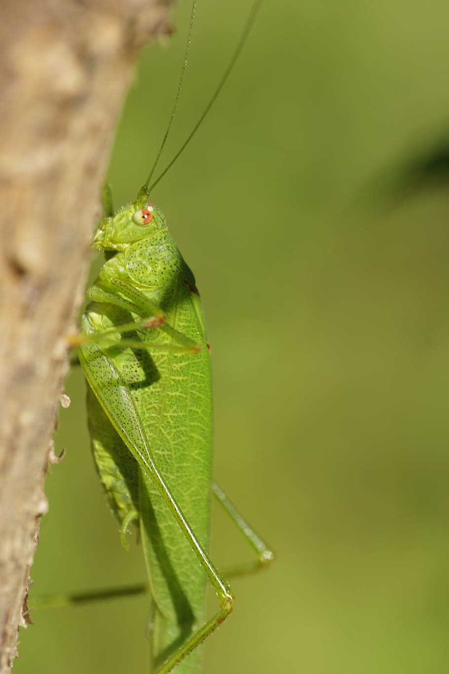 grasshopper, insect, green, nature, invertebrate, animal, animal themes HD wallpaper