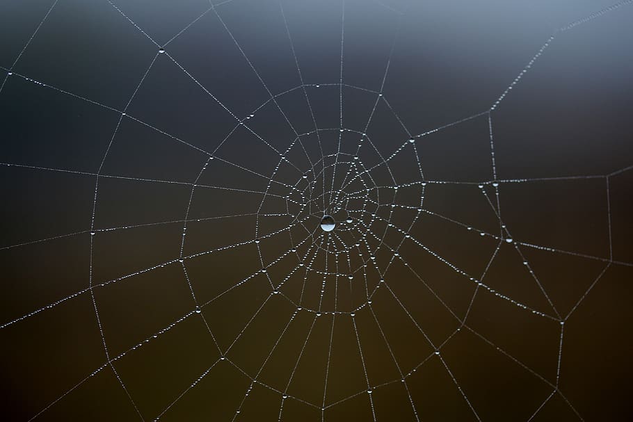 spider web, wet, hooked, place, dew, drops, nature, fragility HD wallpaper