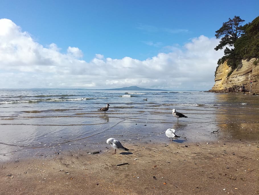 beach, nature, birds, water, sea, land, sky, animal wildlife HD wallpaper