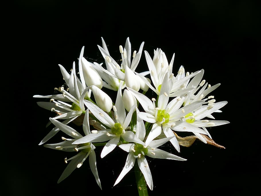 wild garlic, flower, spring, flowering plant, black background HD wallpaper