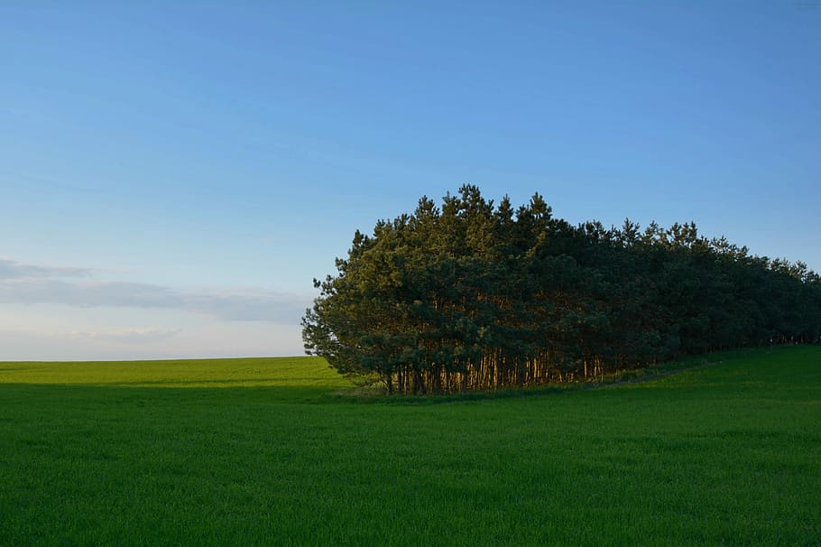 Earth, Landscape, Tree, Green, Blue, Blue, Sky, nature, grass HD wallpaper