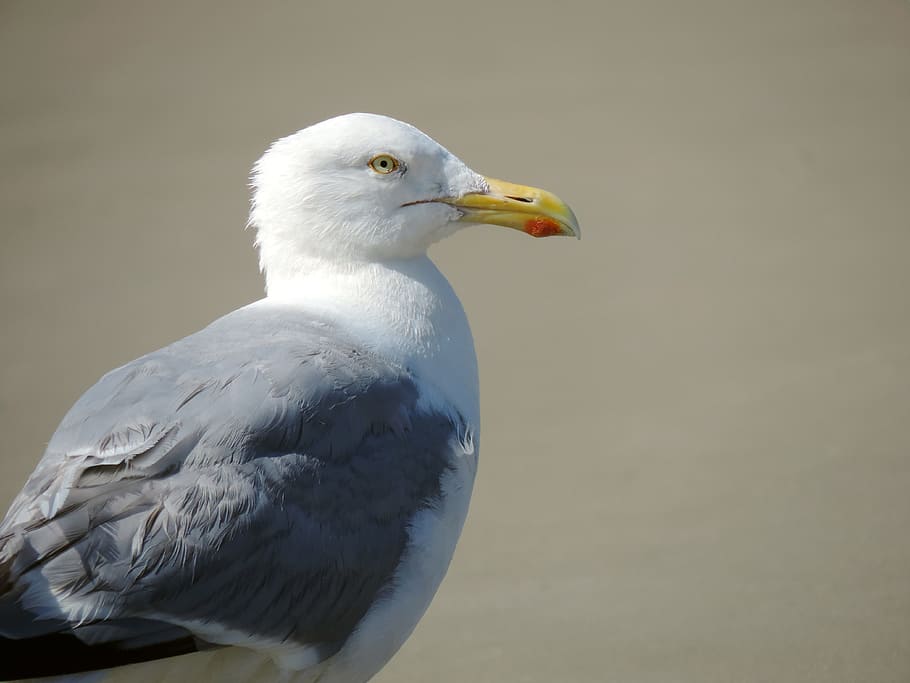 seagull, bird, herring gull, sand, animal, nature, seevogel HD wallpaper
