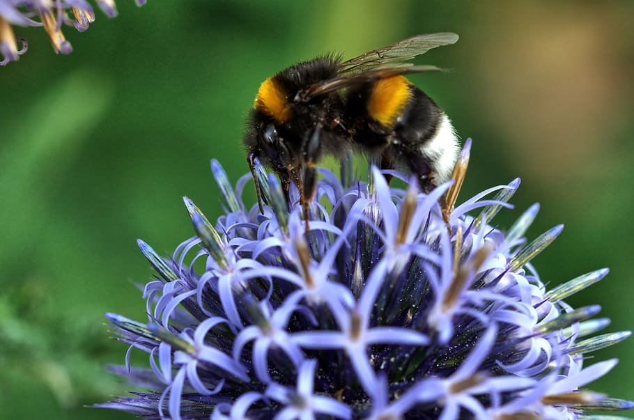bee, globe thistle, nature, macro, pollination, insect, flower HD wallpaper