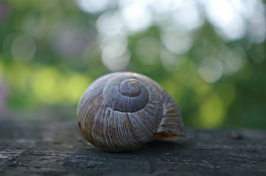 shell, snail, dreamy, light, garden, bokeh, animal, animal wildlife HD wallpaper