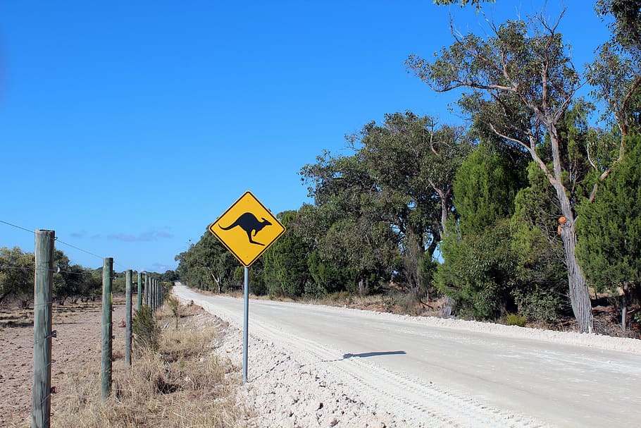 Kangaroo road sign, australia, shield, street sign, warning HD wallpaper