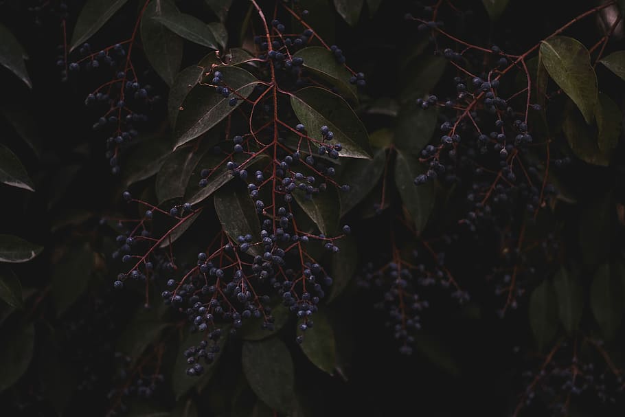 purple berries, black berries on tree, fruit, dark, branch, plant HD wallpaper