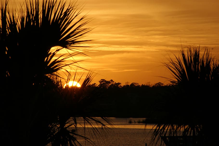 Usa, Sunset, abendstimmung, palm tree, silhouette, reflection HD wallpaper