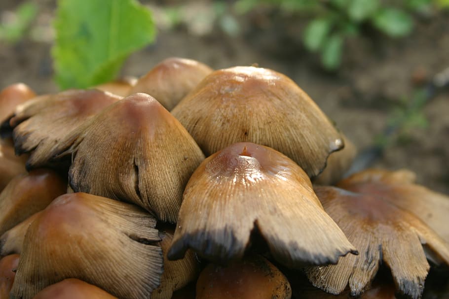 mushrooms, nature, forest, vegetable, fungus, food, close-up HD wallpaper